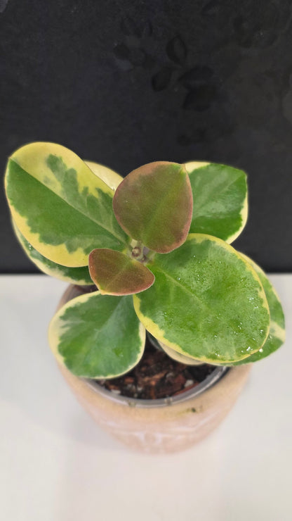 Hoya Australis Albomarginata 3.75"