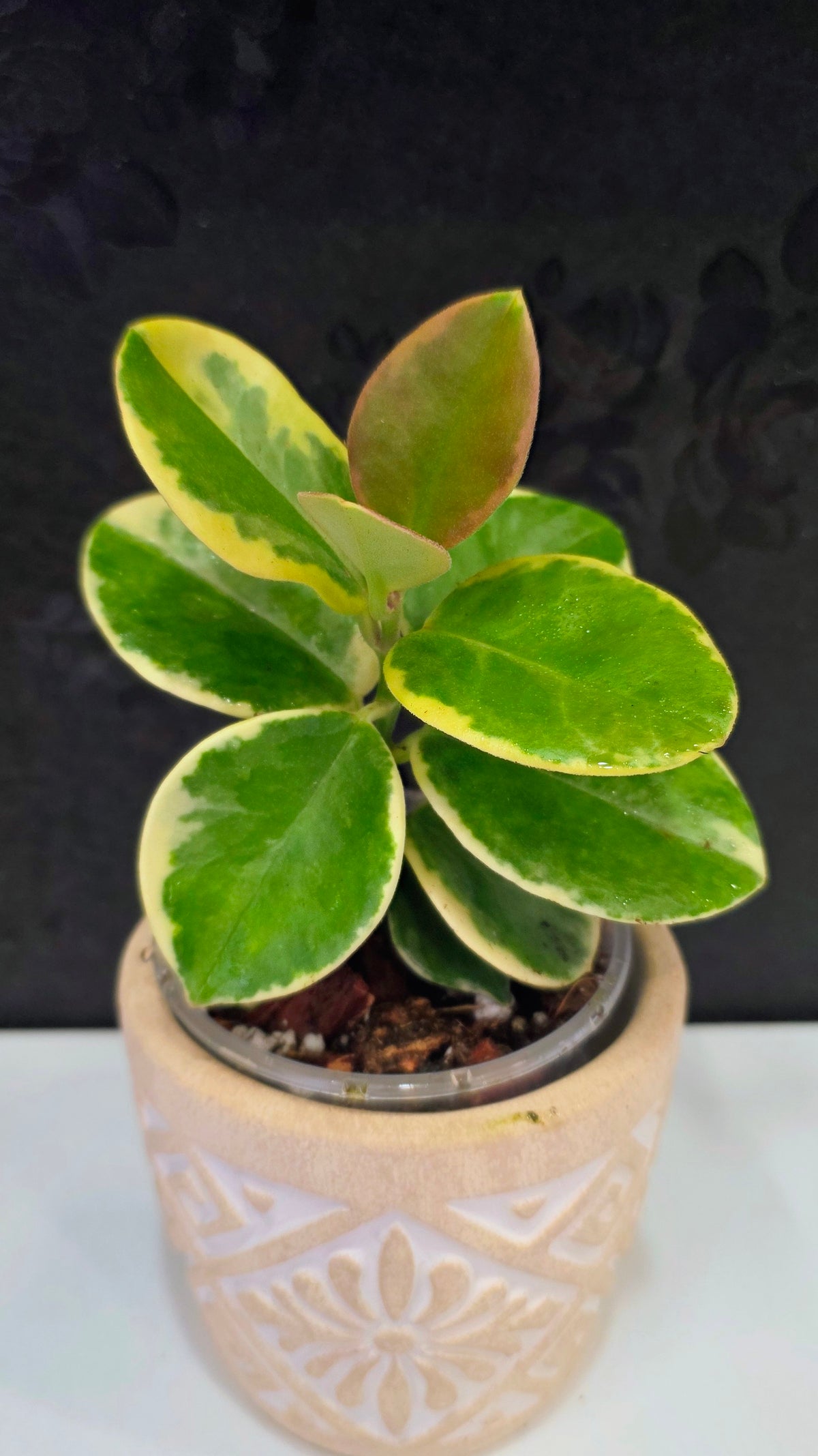 Hoya Australis Albomarginata 3.75"
