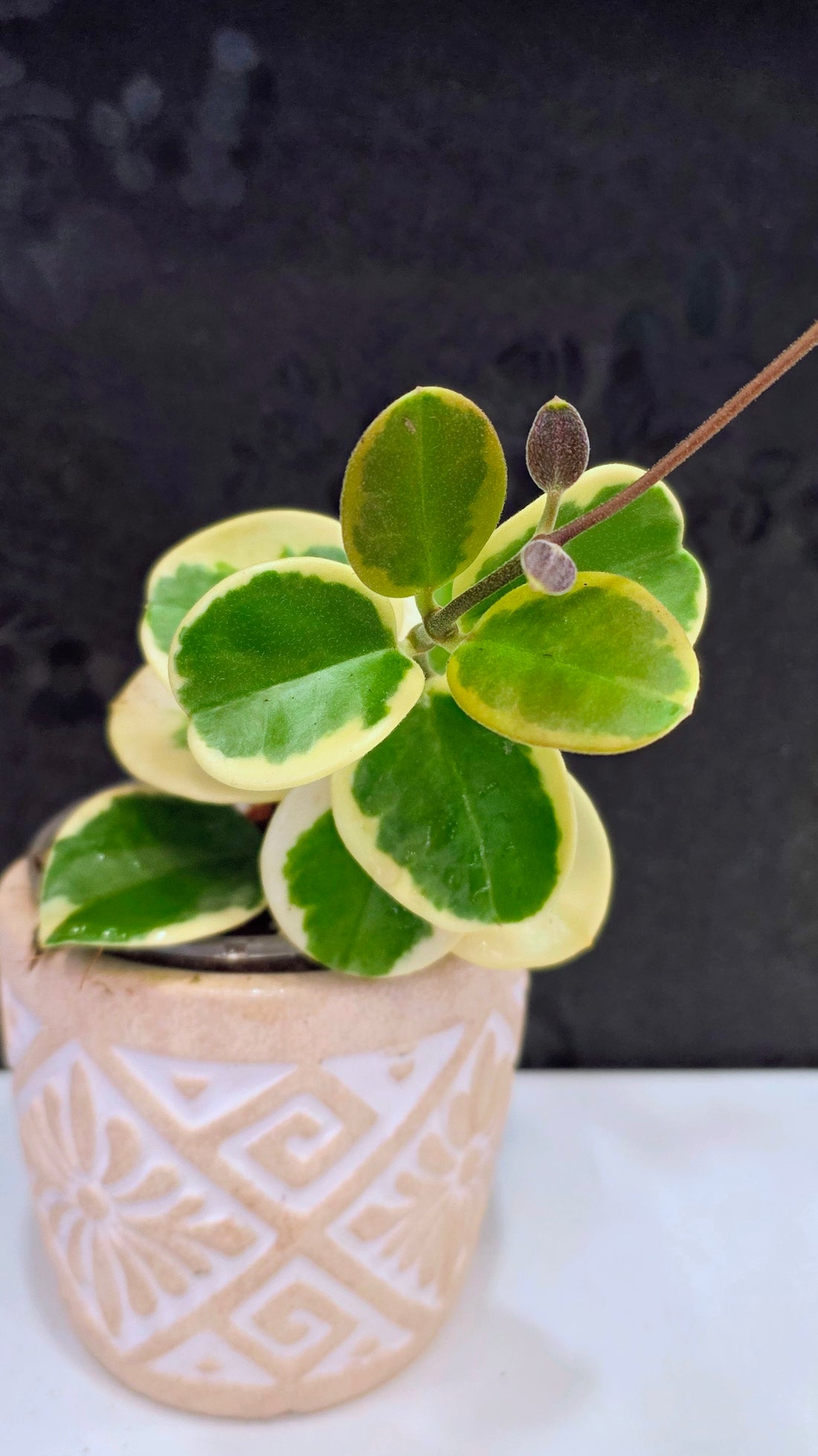 Hoya Australis Albomarginata 3.75"