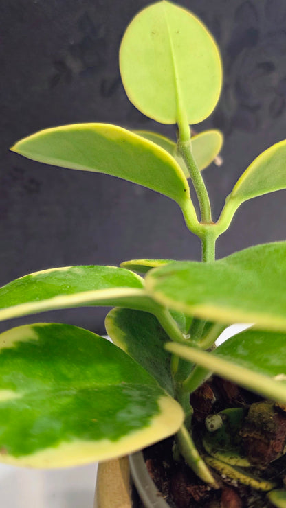 Hoya Australis Albomarginata 3.75"