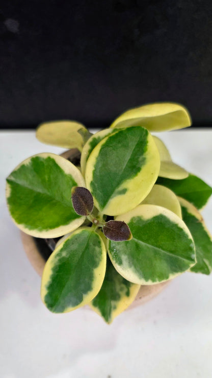 Hoya Australis Albomarginata 3.75"