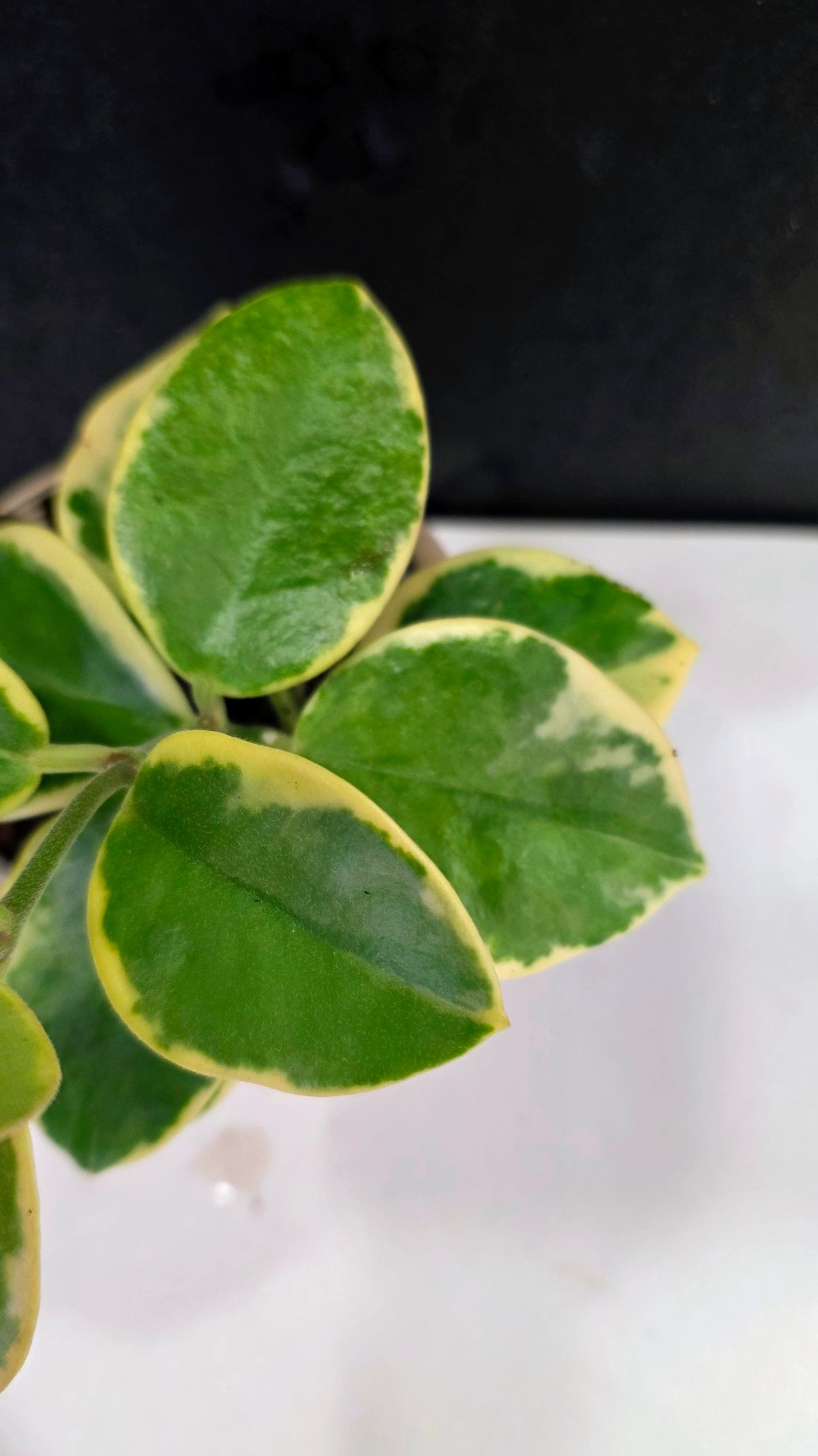 Hoya Australis Albomarginata 3.75"