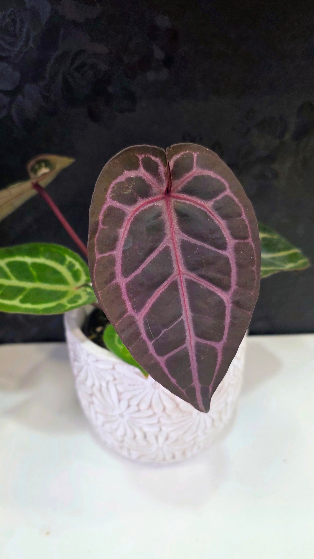 Anthurium Purple Crystallium 4"