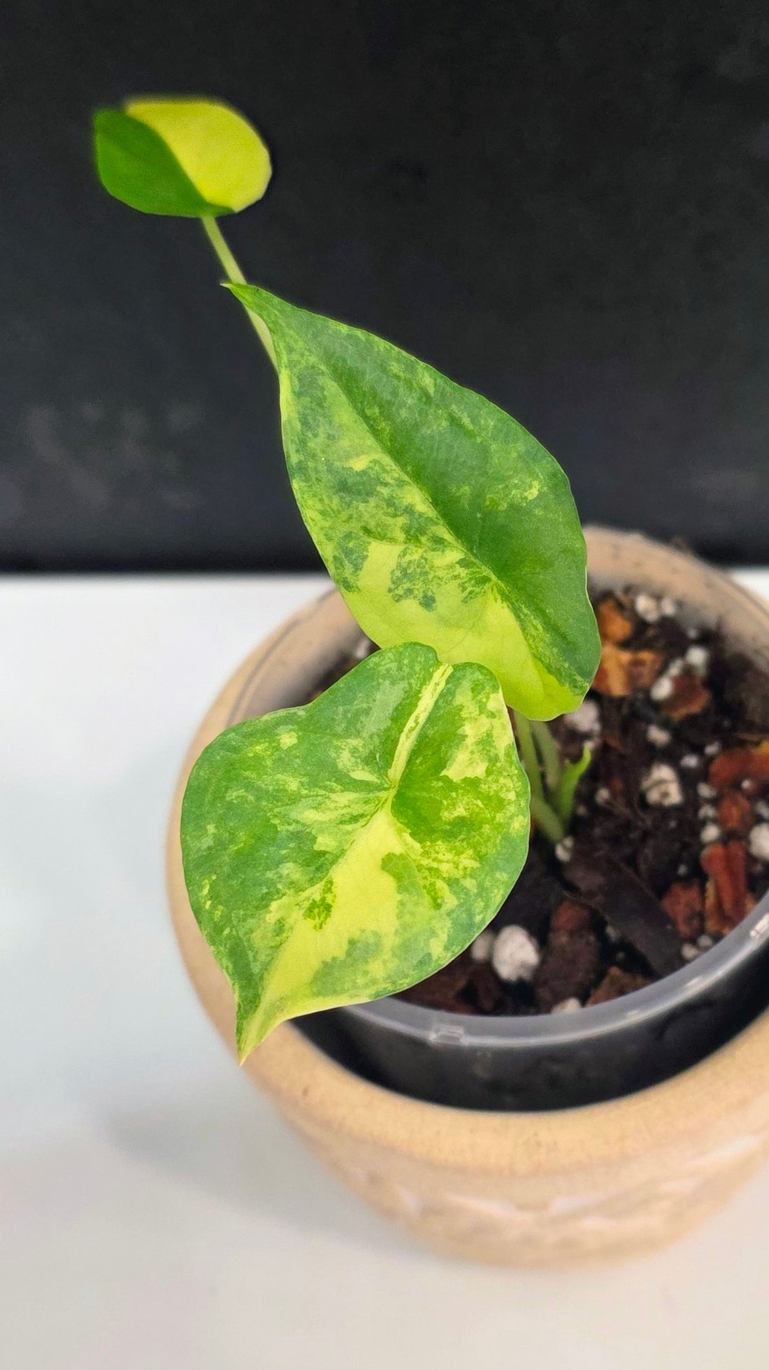 Alocasia Heterphylla Metallic Blue Aurea A