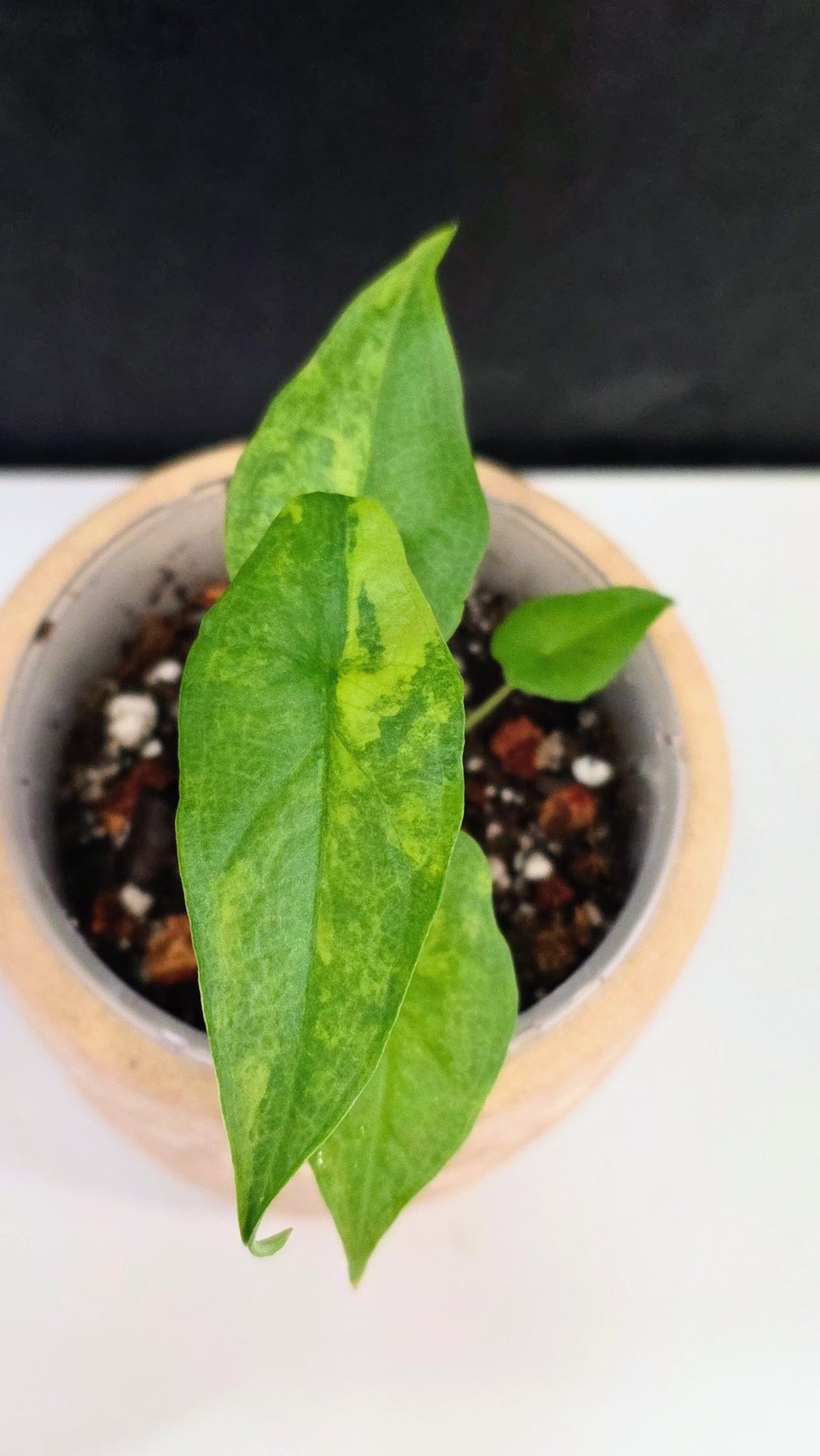 Alocasia Heterphylla Metallic Blue Aurea B