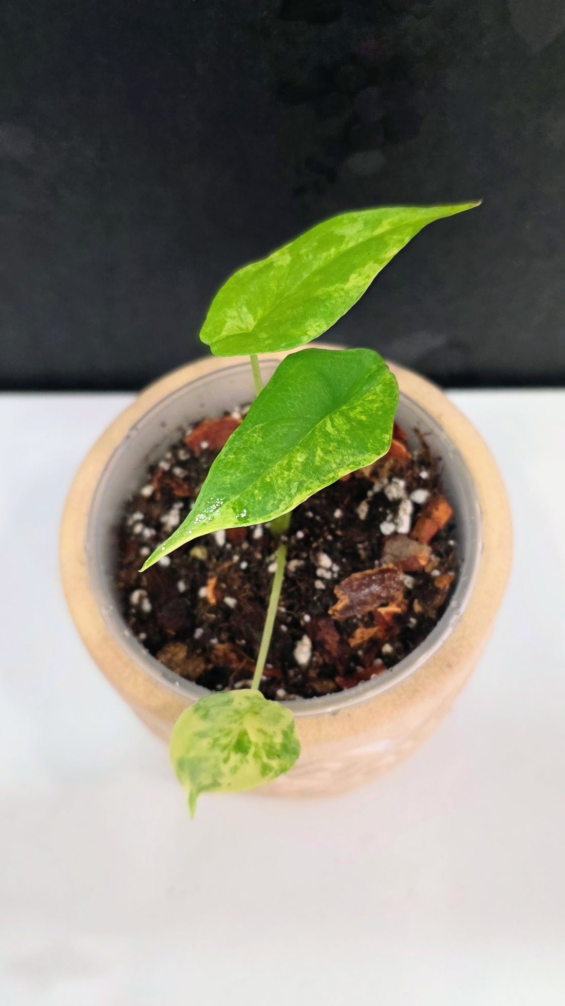 Alocasia Heterphylla Metallic Blue Aurea C