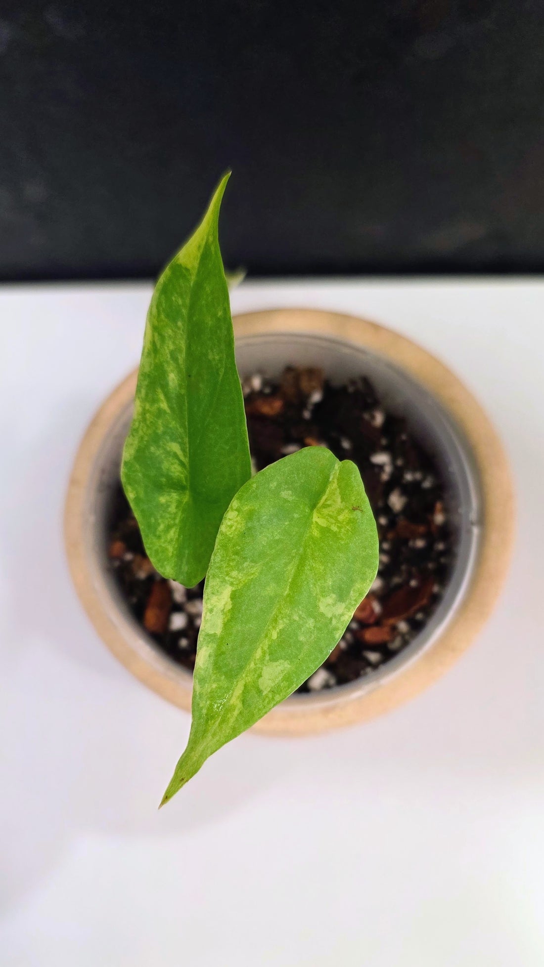Alocasia Heterphylla Metallic Blue Aurea C