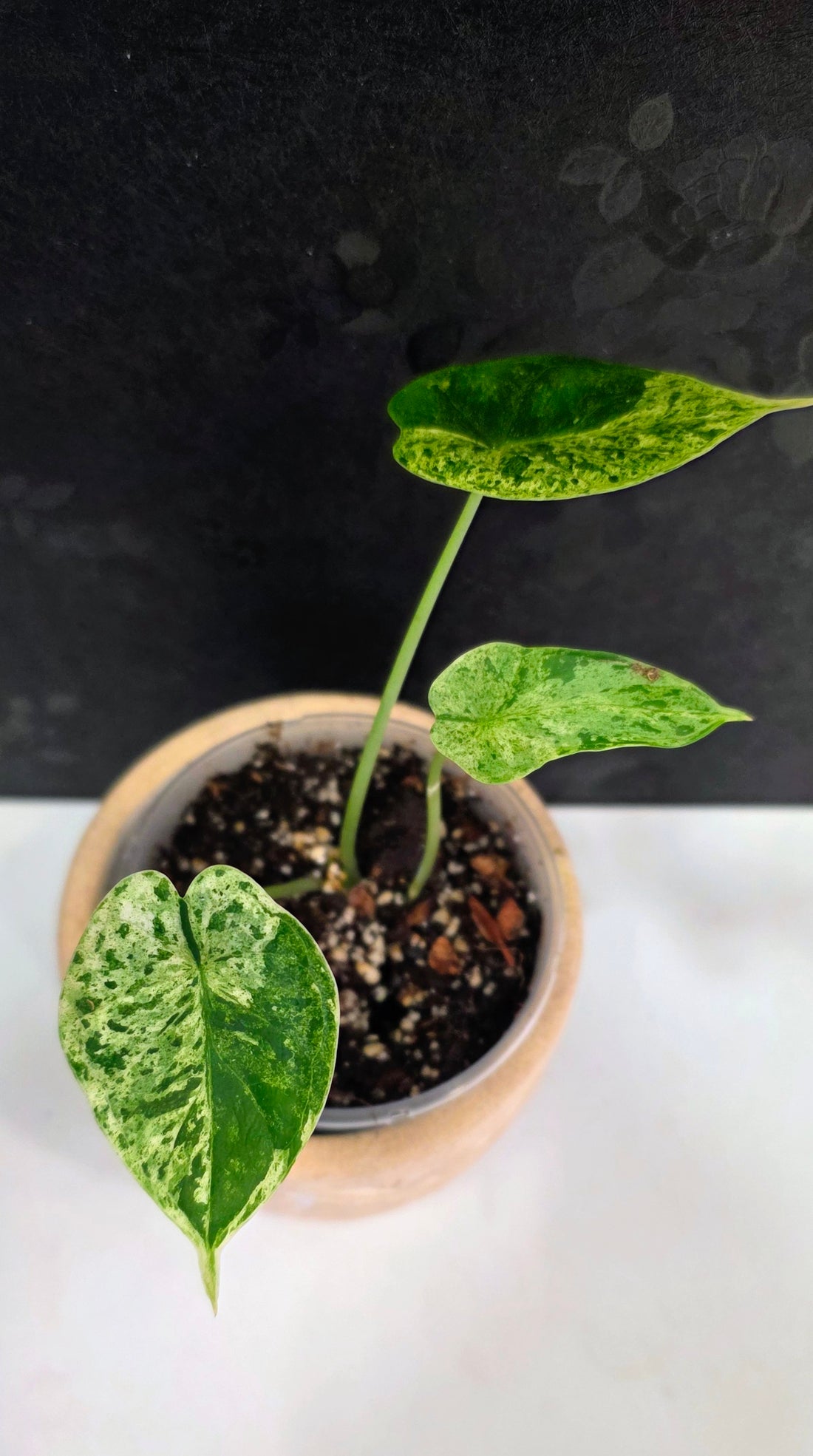 Alocasia Dragon Scale Mint A