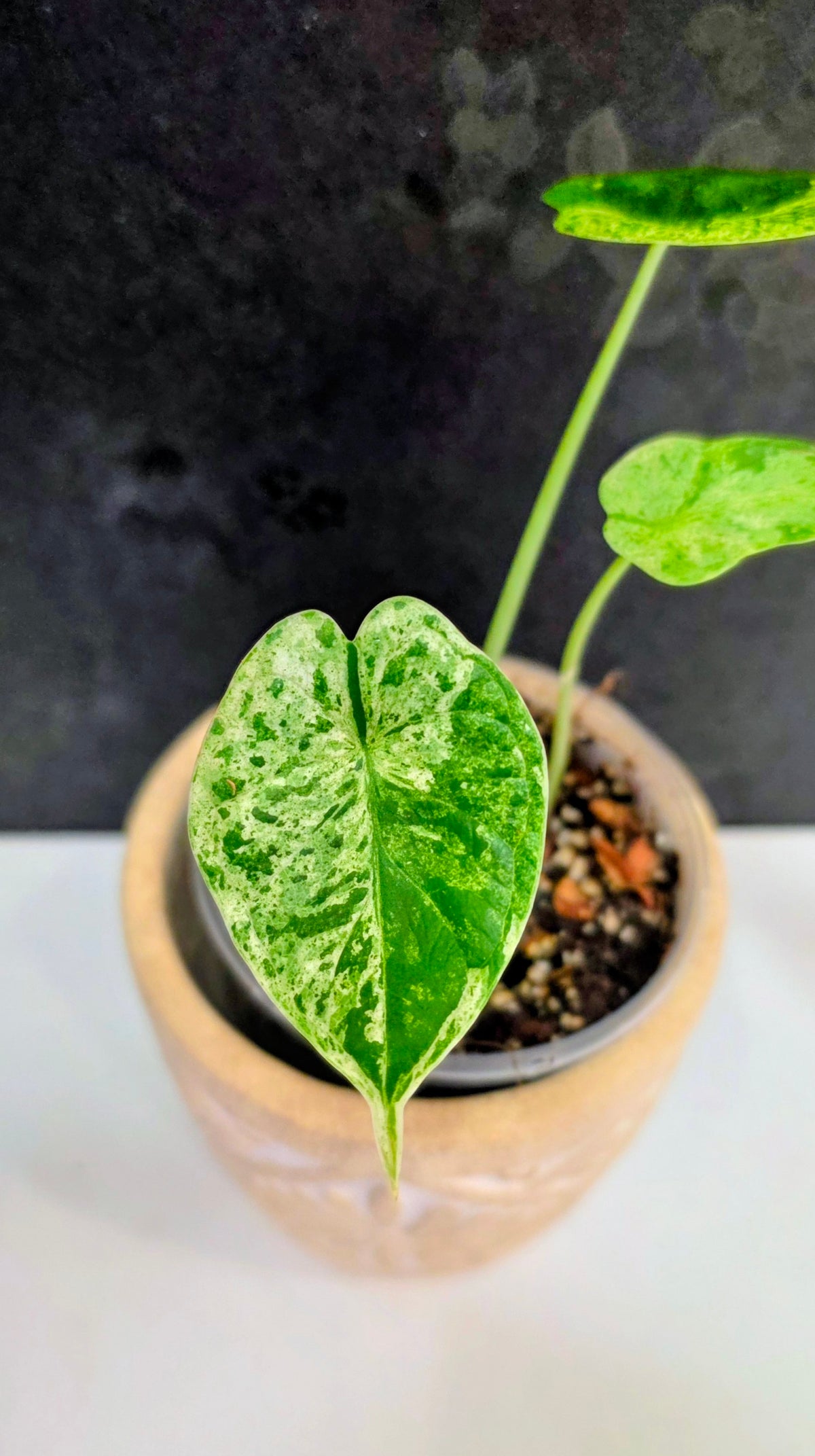 Alocasia Dragon Scale Mint A