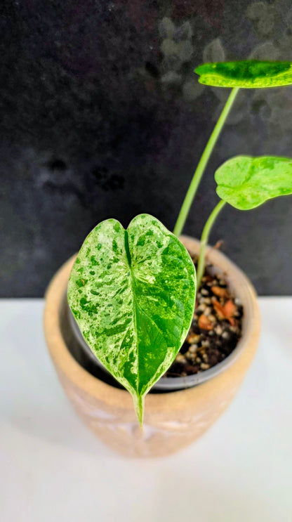 Alocasia Dragon Scale Mint A