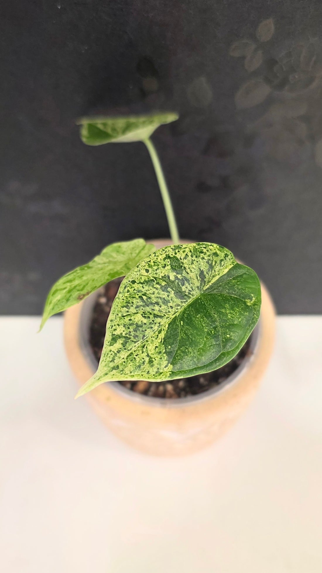 Alocasia Dragon Scale Mint A