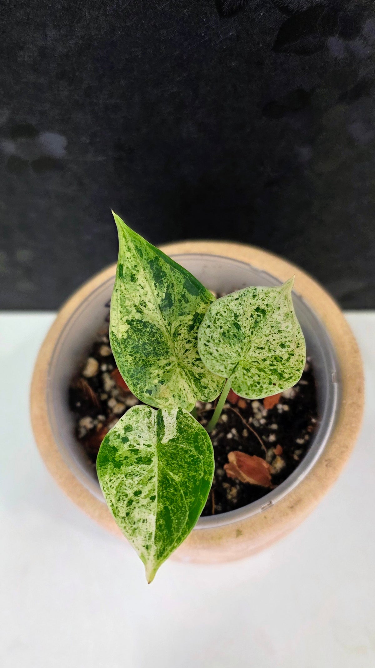 Alocasia Dragon Scale Mint B