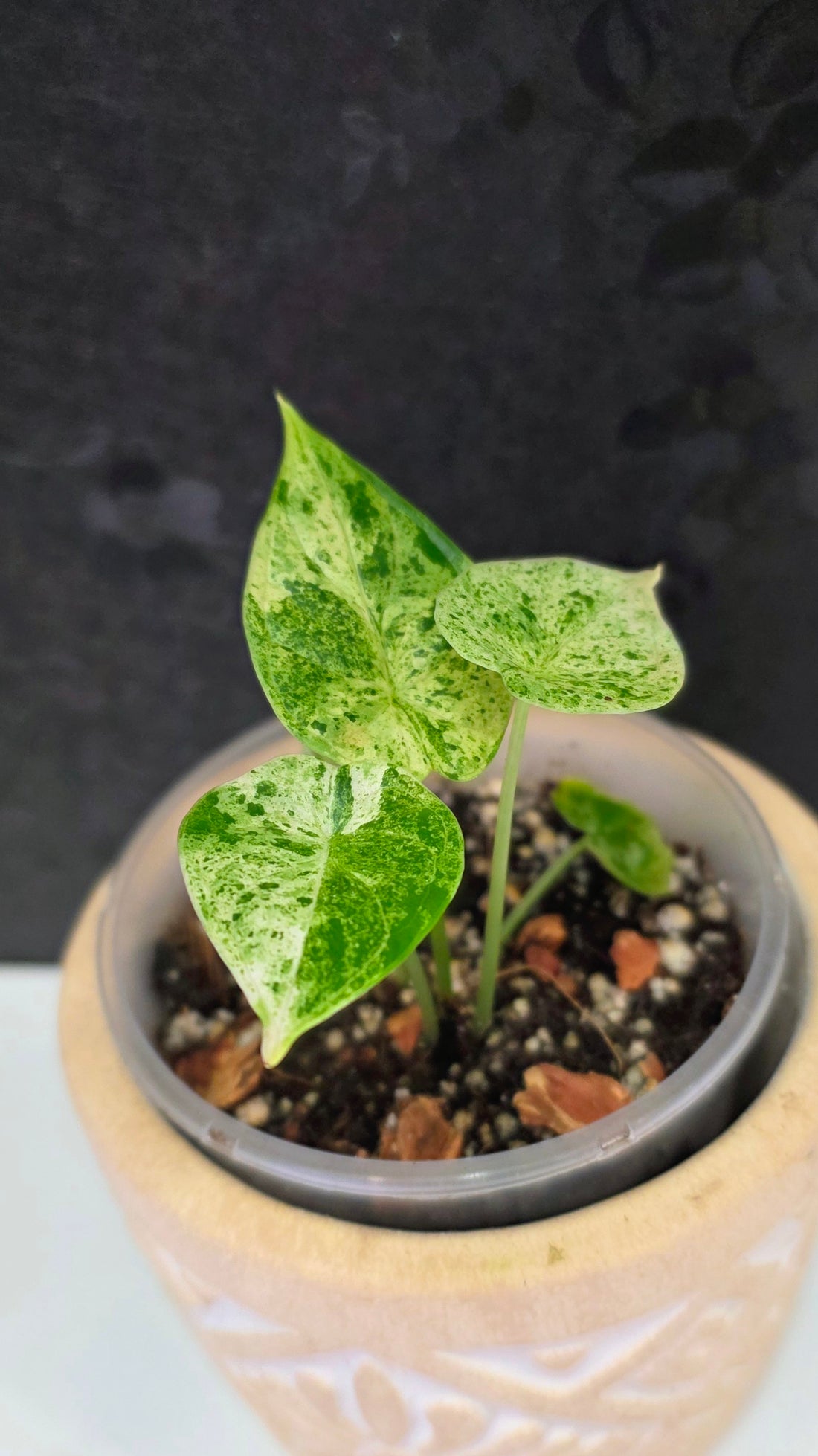 Alocasia Dragon Scale Mint B