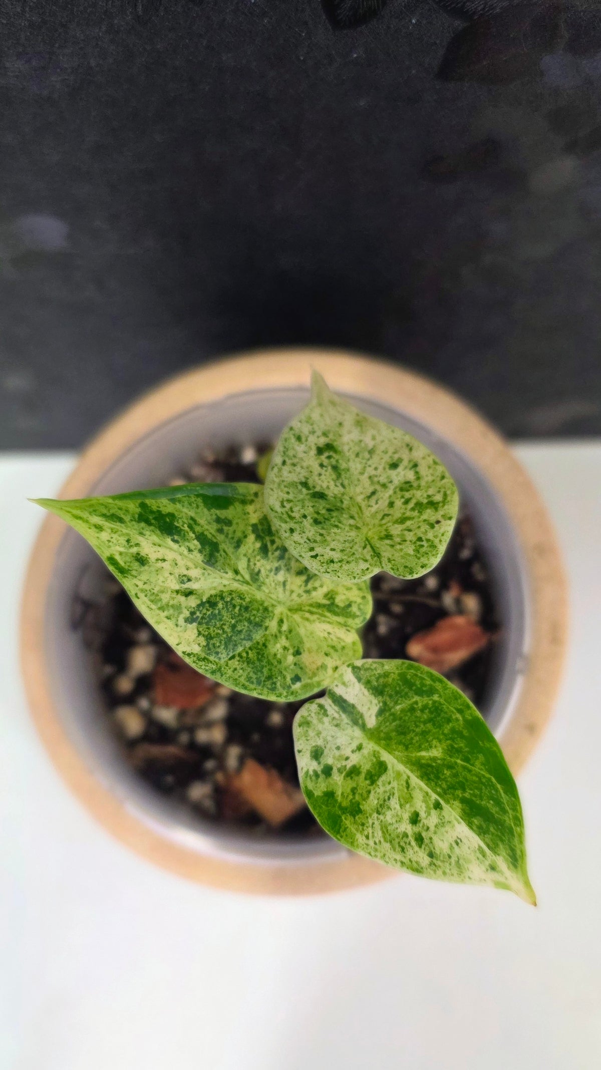 Alocasia Dragon Scale Mint B