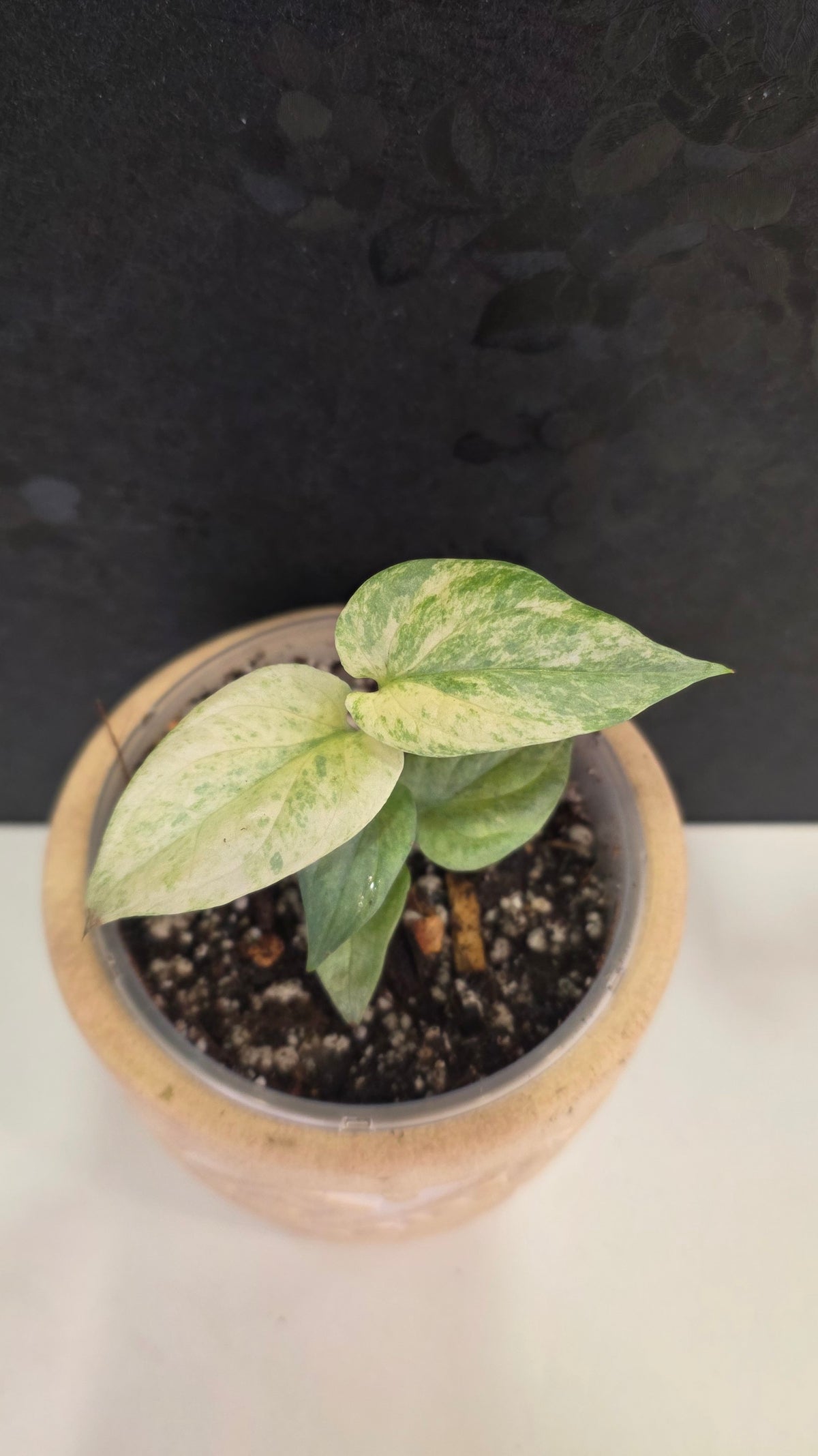 Amydrium Medium Silver Galaxy  (aka Spiderman Monstera)