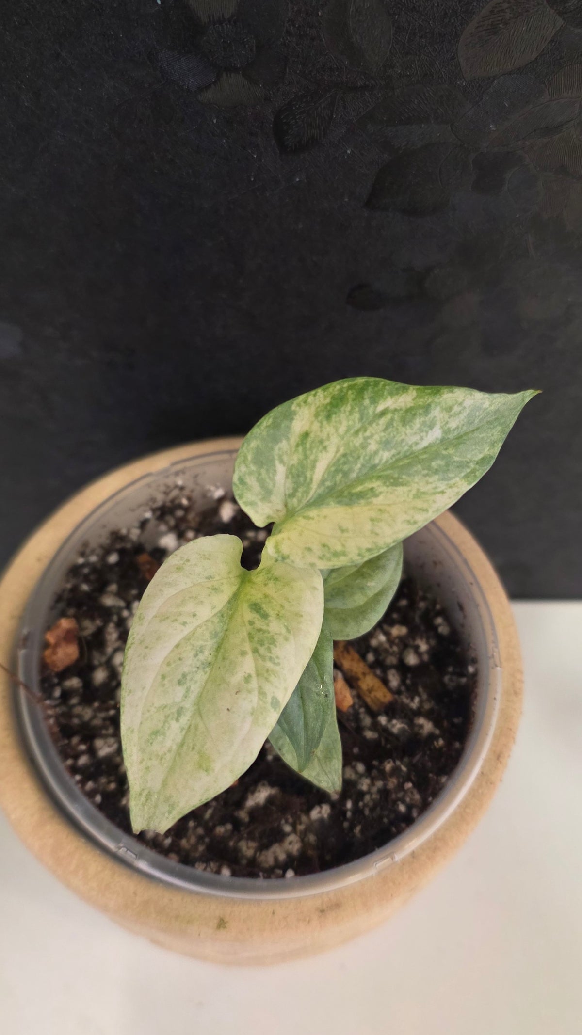 Amydrium Medium Silver Galaxy  (aka Spiderman Monstera)