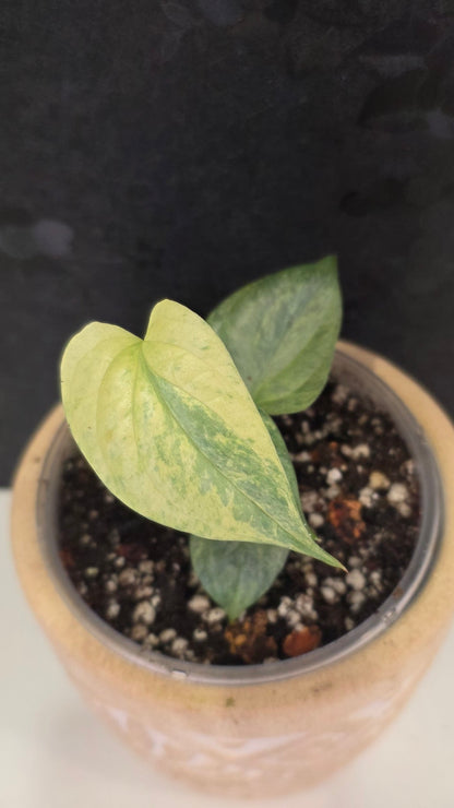 Amydrium Medium Silver Galaxy  (aka Spiderman Monstera)