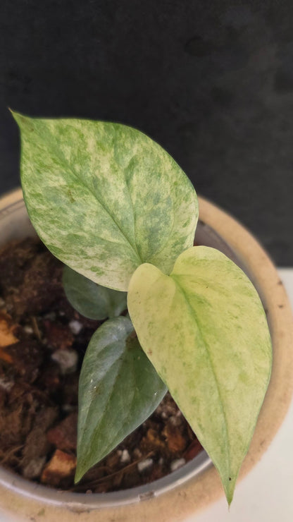 Amydrium Medium Silver Galaxy  (aka Spiderman Monstera)