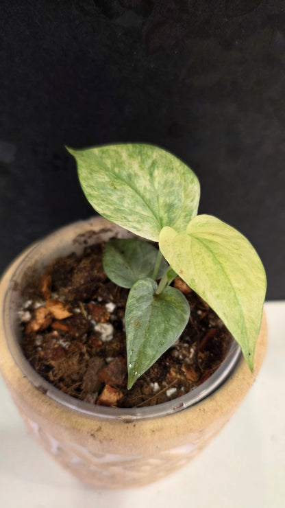 Amydrium Medium Silver Galaxy  (aka Spiderman Monstera)