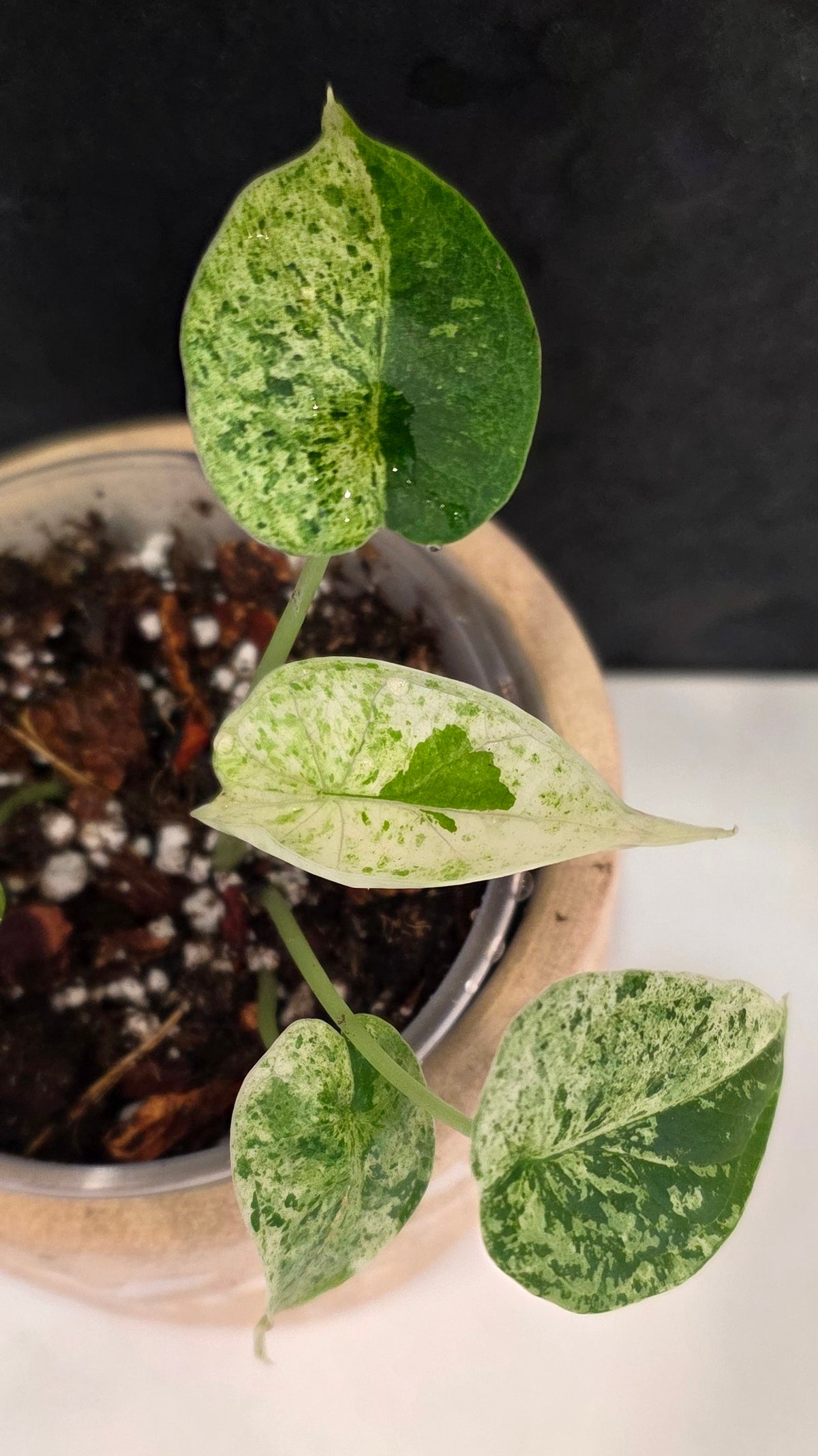 Alocasia Dragon Scale Mint C