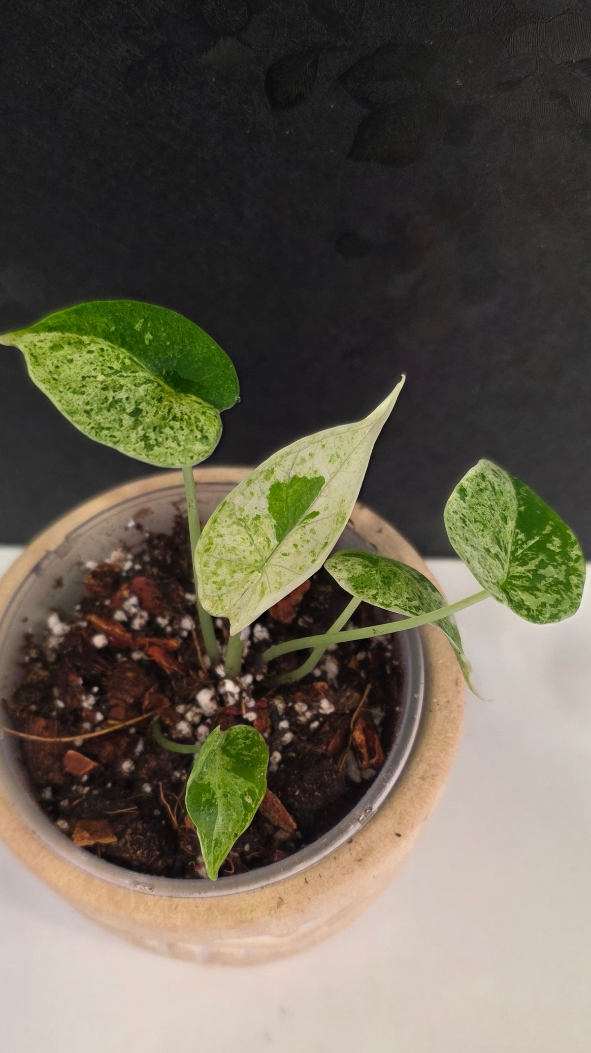 Alocasia Dragon Scale Mint C