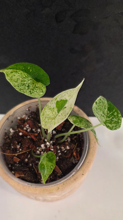 Alocasia Dragon Scale Mint C