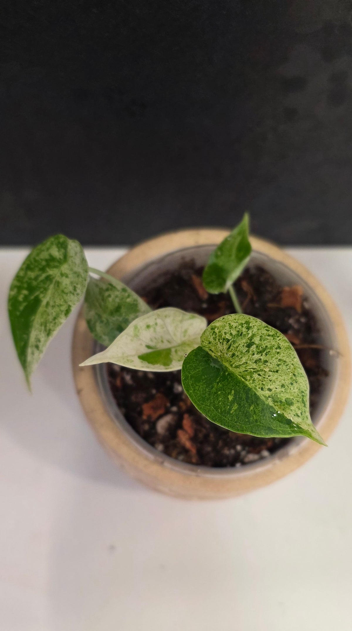 Alocasia Dragon Scale Mint C