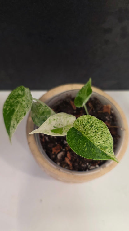 Alocasia Dragon Scale Mint C