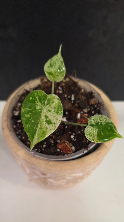 Alocasia Dragon Scale Mint D