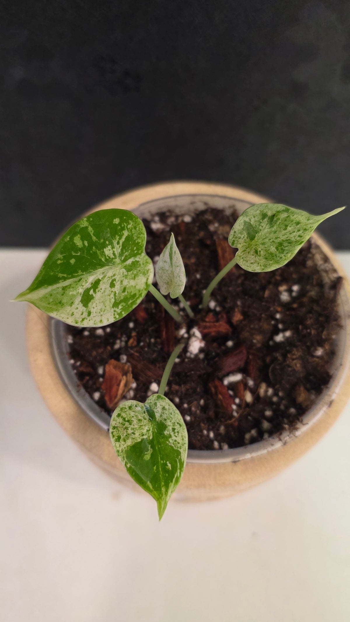 Alocasia Dragon Scale Mint D