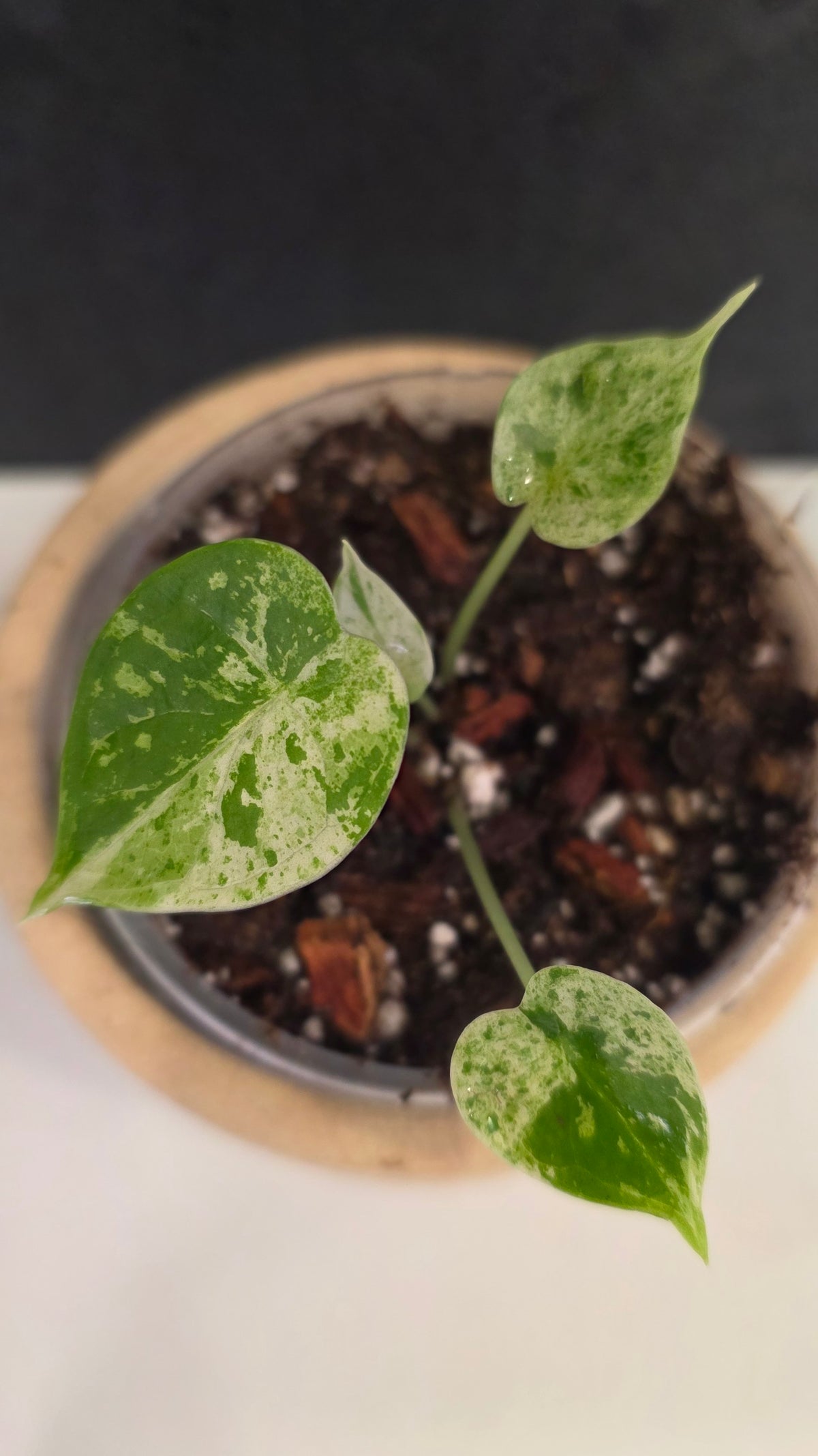 Alocasia Dragon Scale Mint D