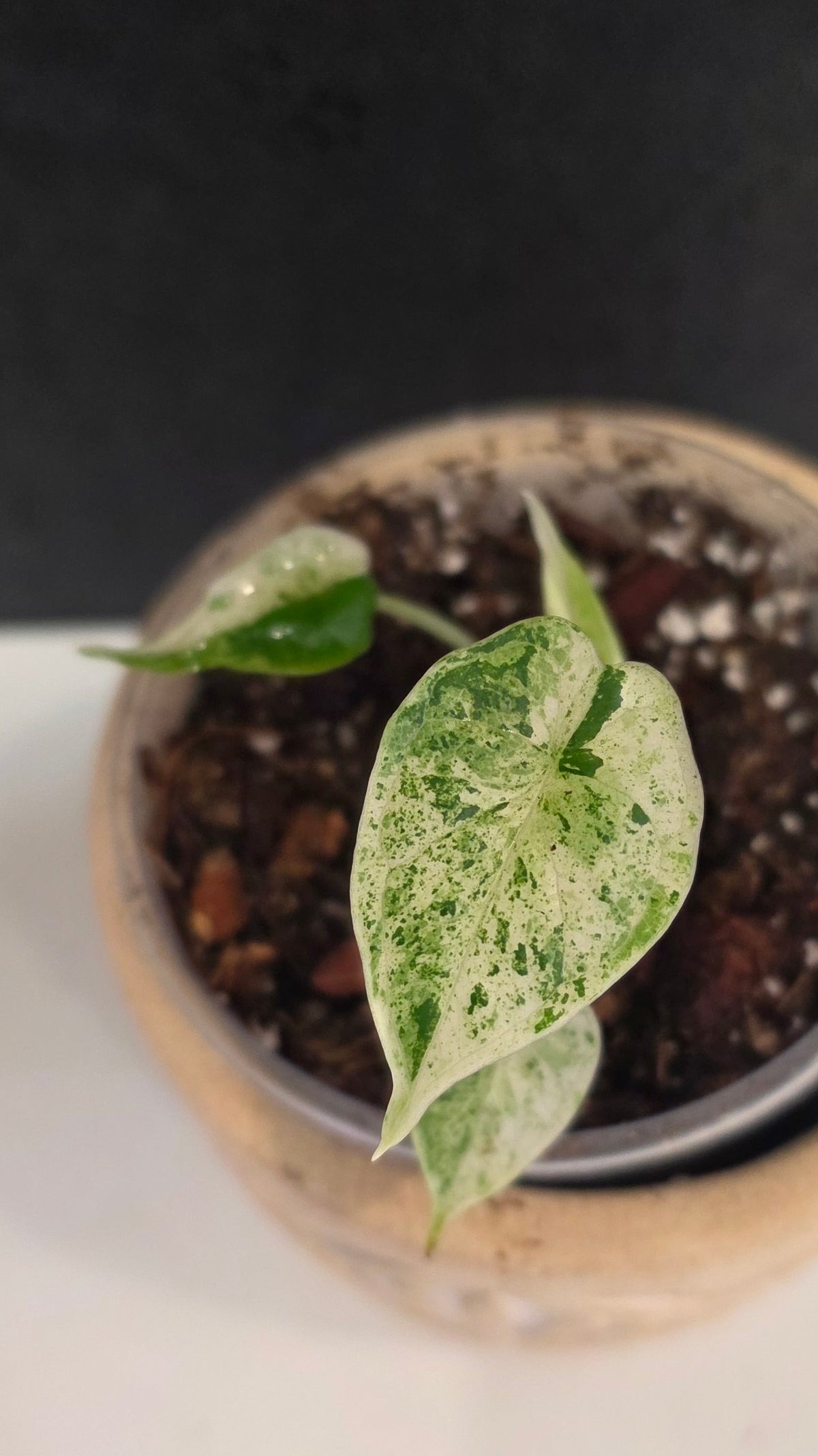 Alocasia Dragon Scale Mint E