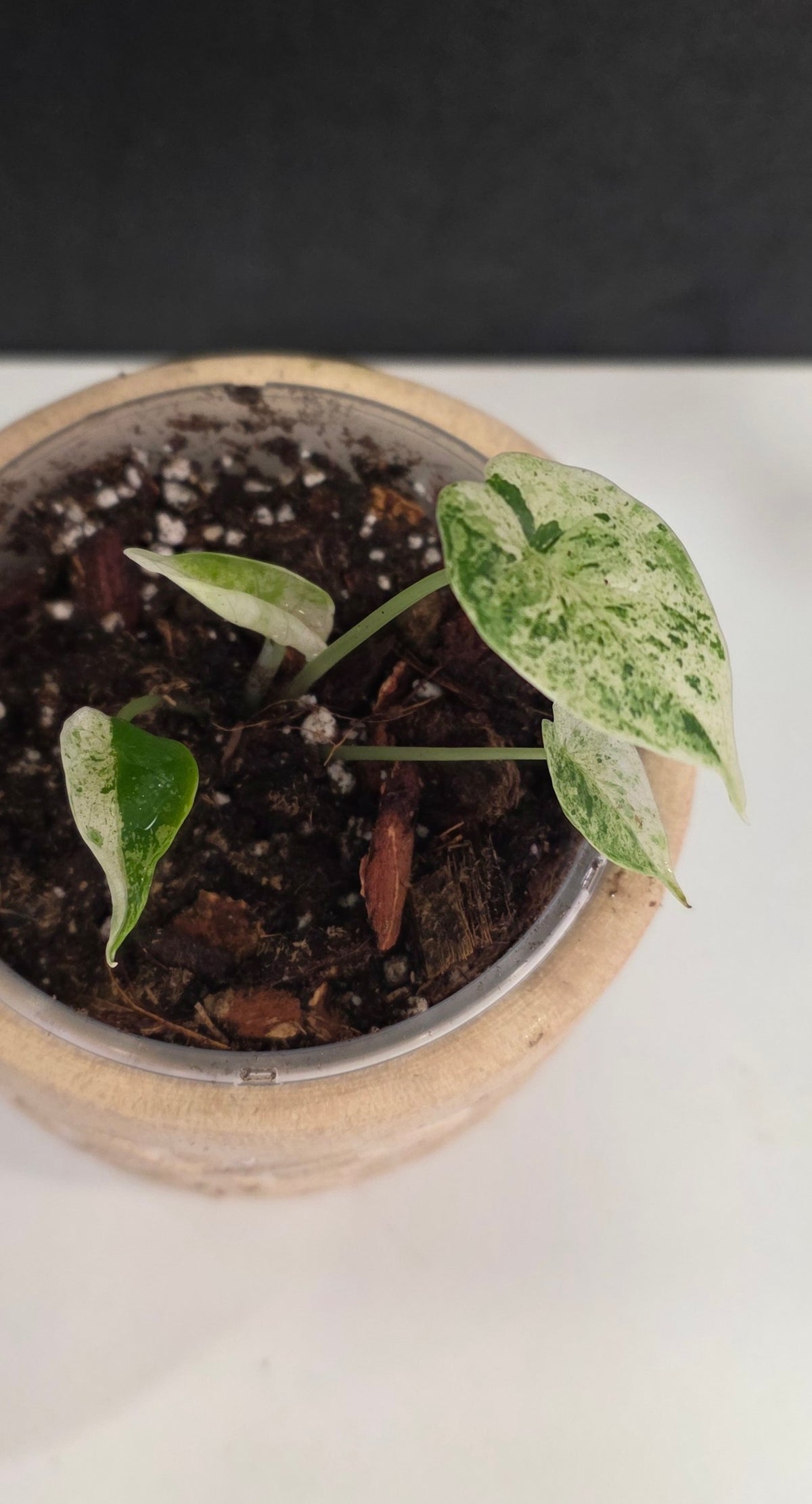 Alocasia Dragon Scale Mint E