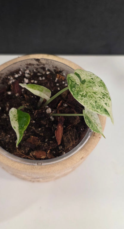Alocasia Dragon Scale Mint E
