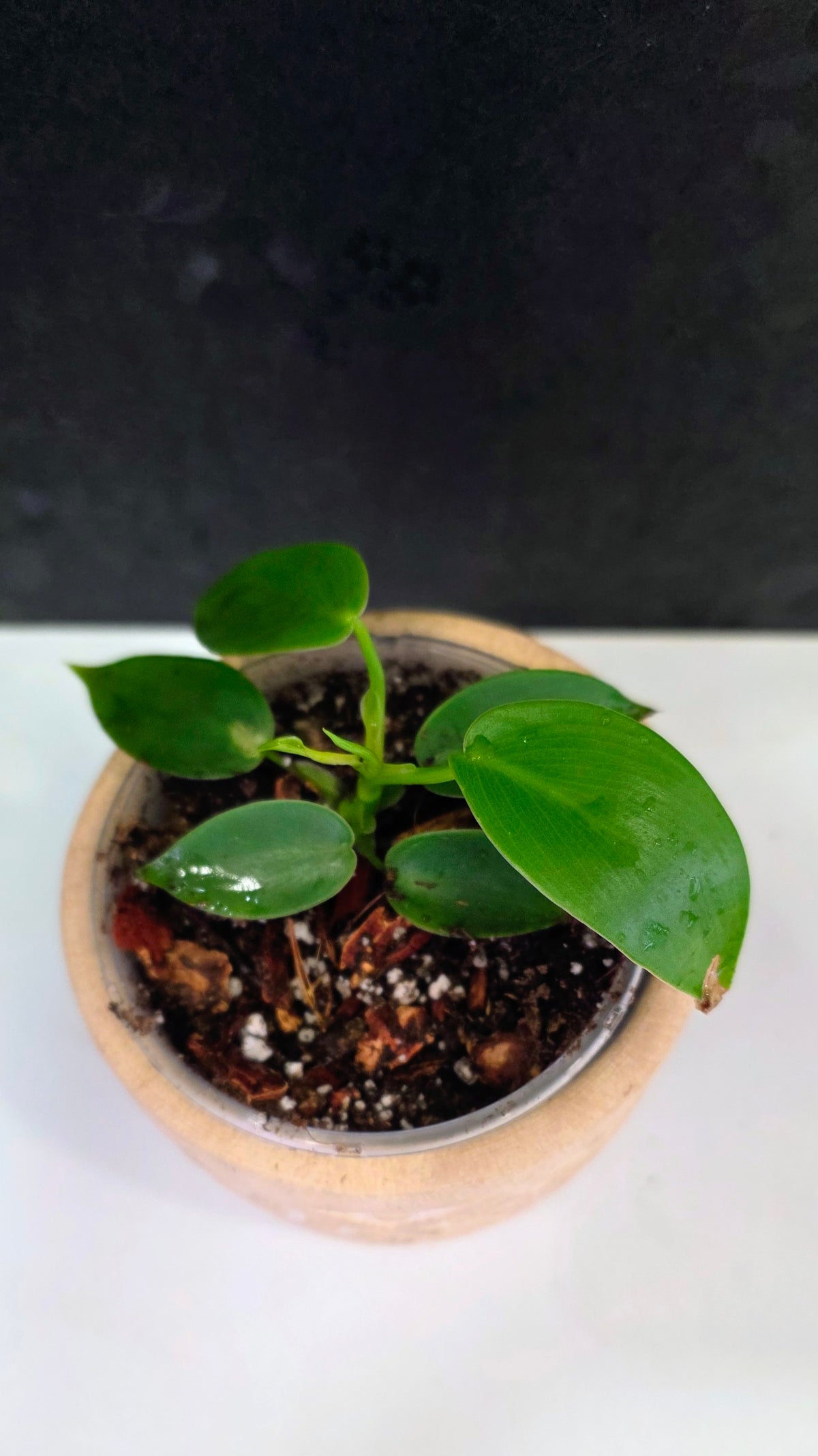 Philodendron Jerry Horne