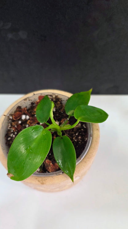 Philodendron Jerry Horne