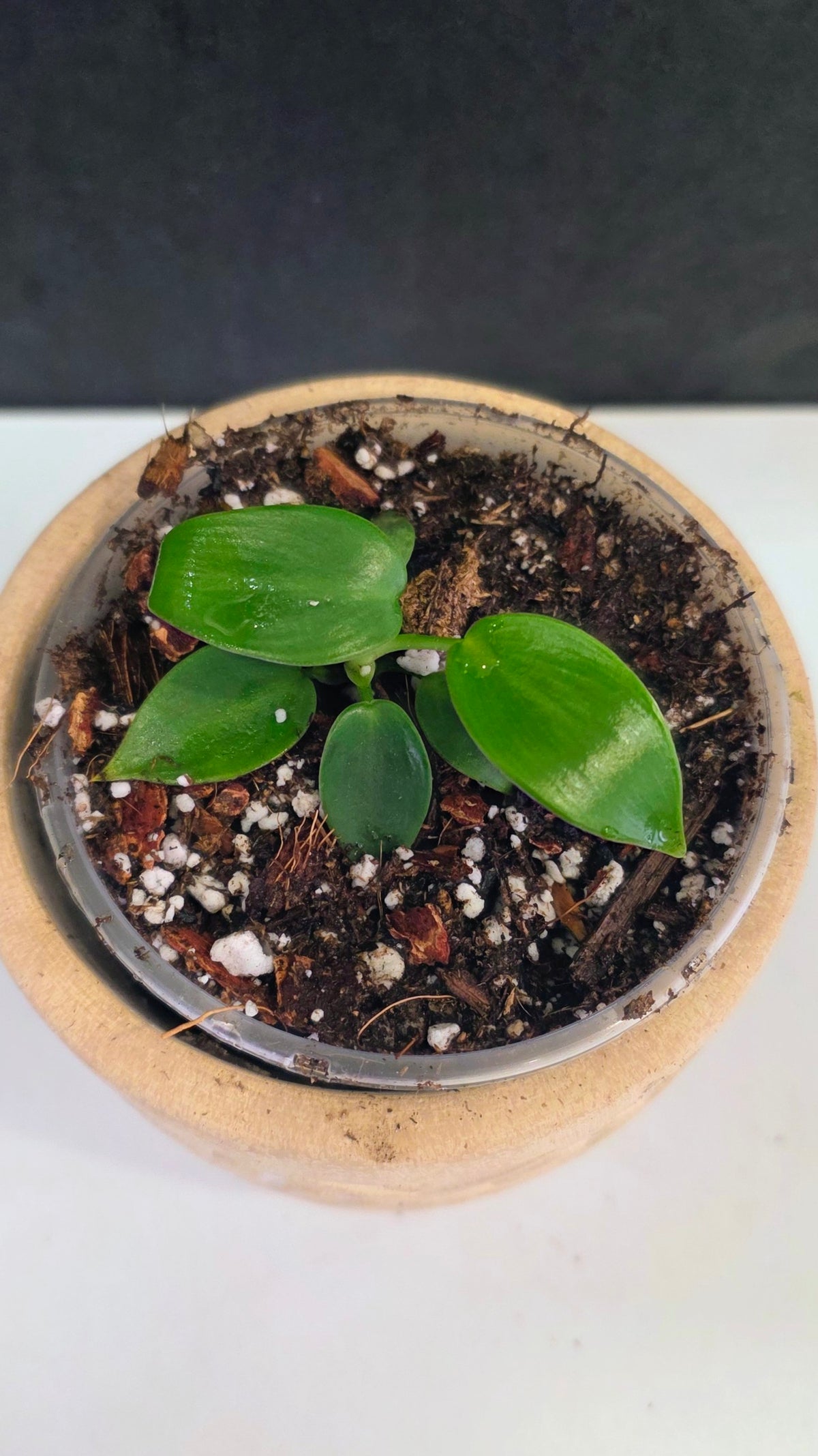 Philodendron Jerry Horne