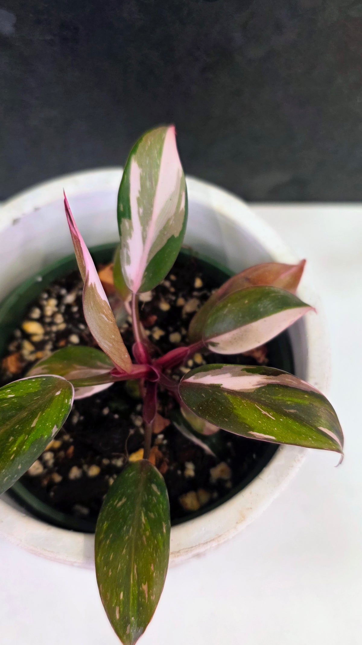 Philodendron Red Anderson A