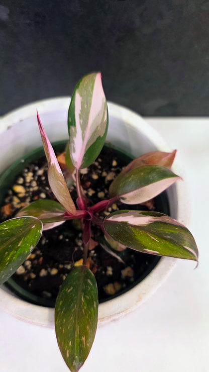 Philodendron Red Anderson A