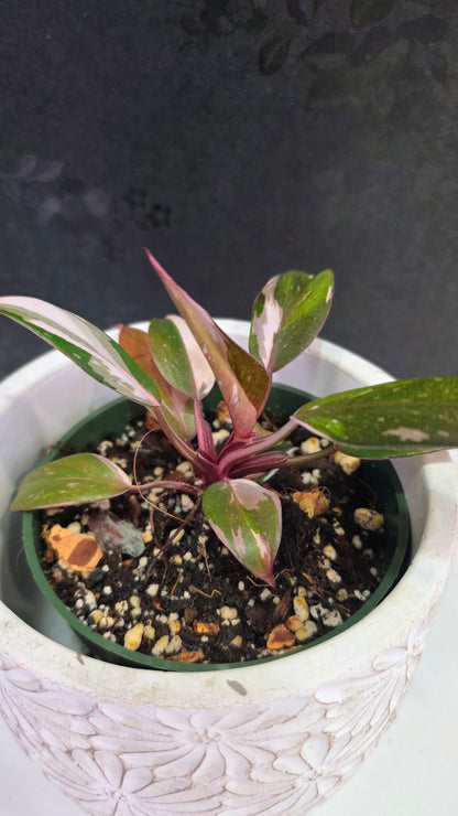 Philodendron Red Anderson A