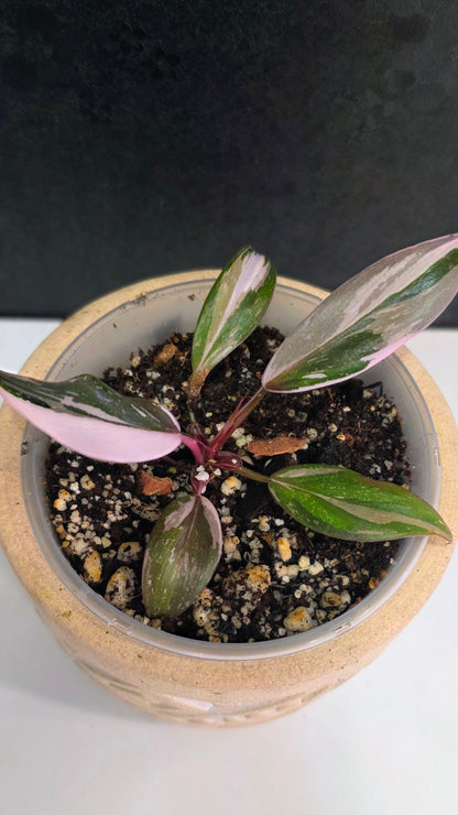 Philodendron Red Anderson B