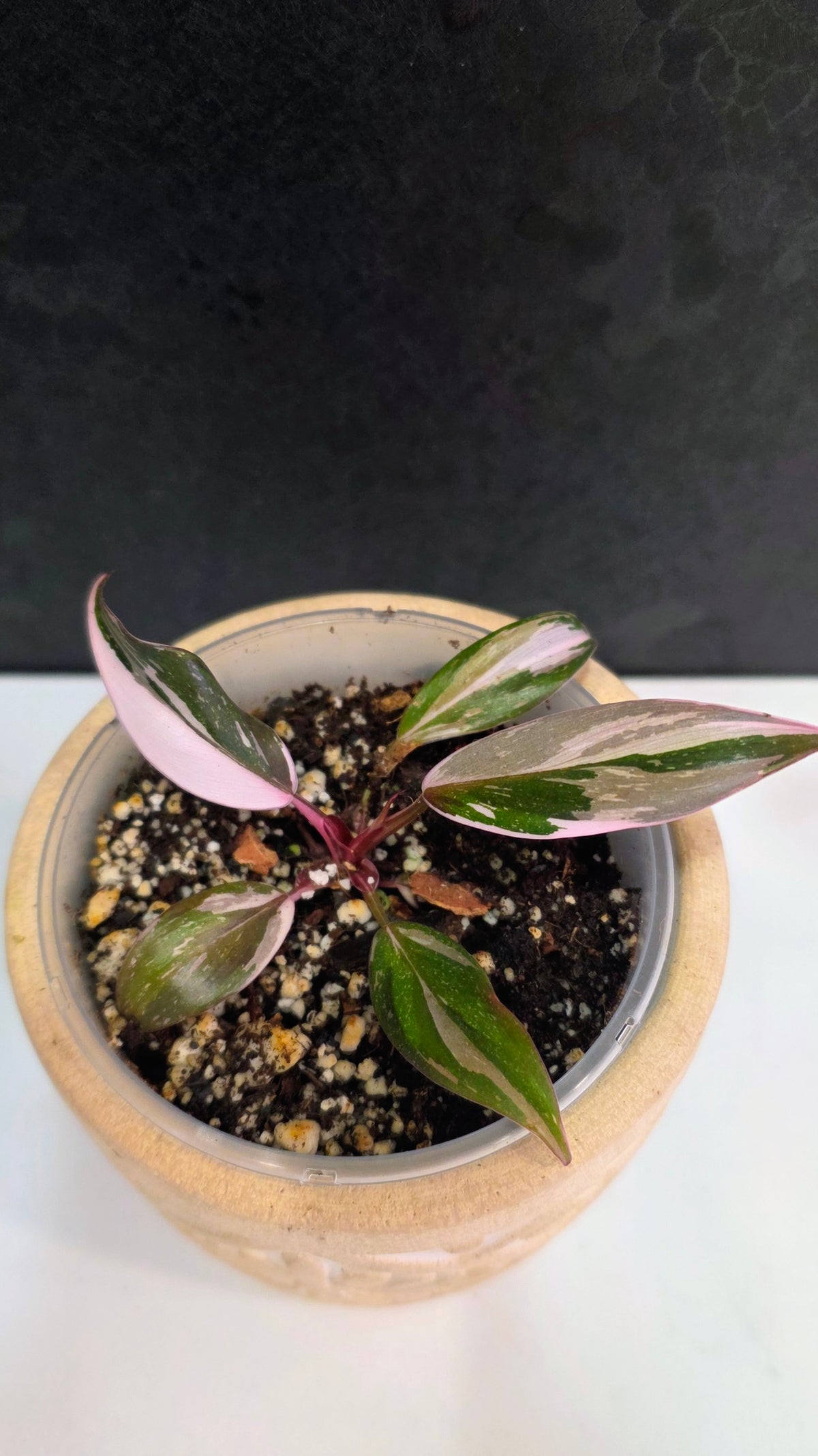 Philodendron Red Anderson B