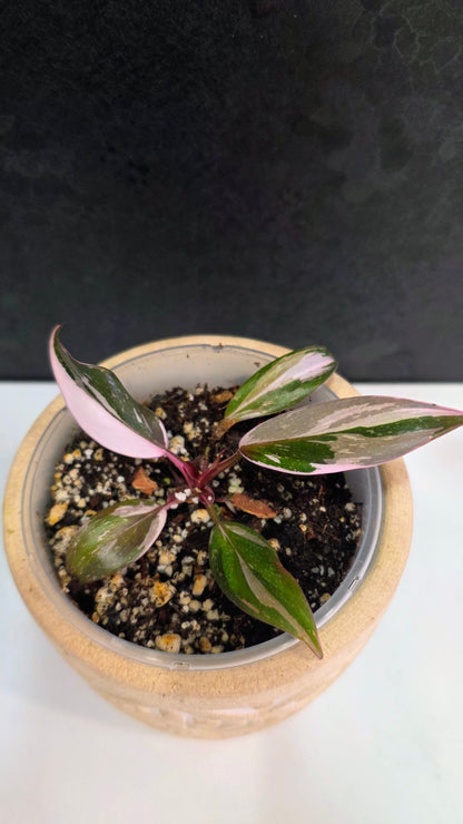 Philodendron Red Anderson B