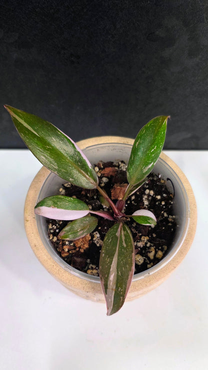 Philodendron Red Anderson C