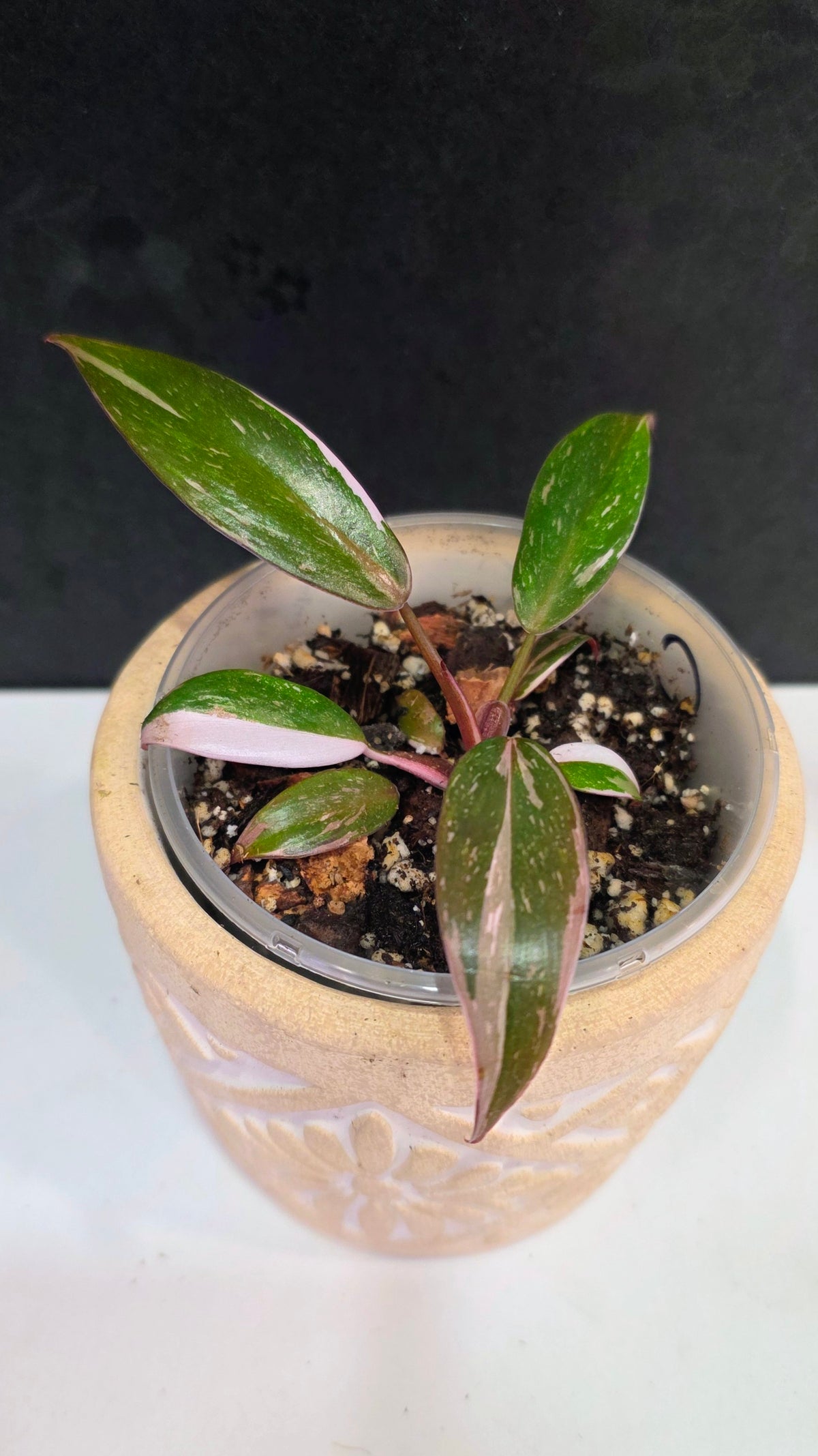 Philodendron Red Anderson C