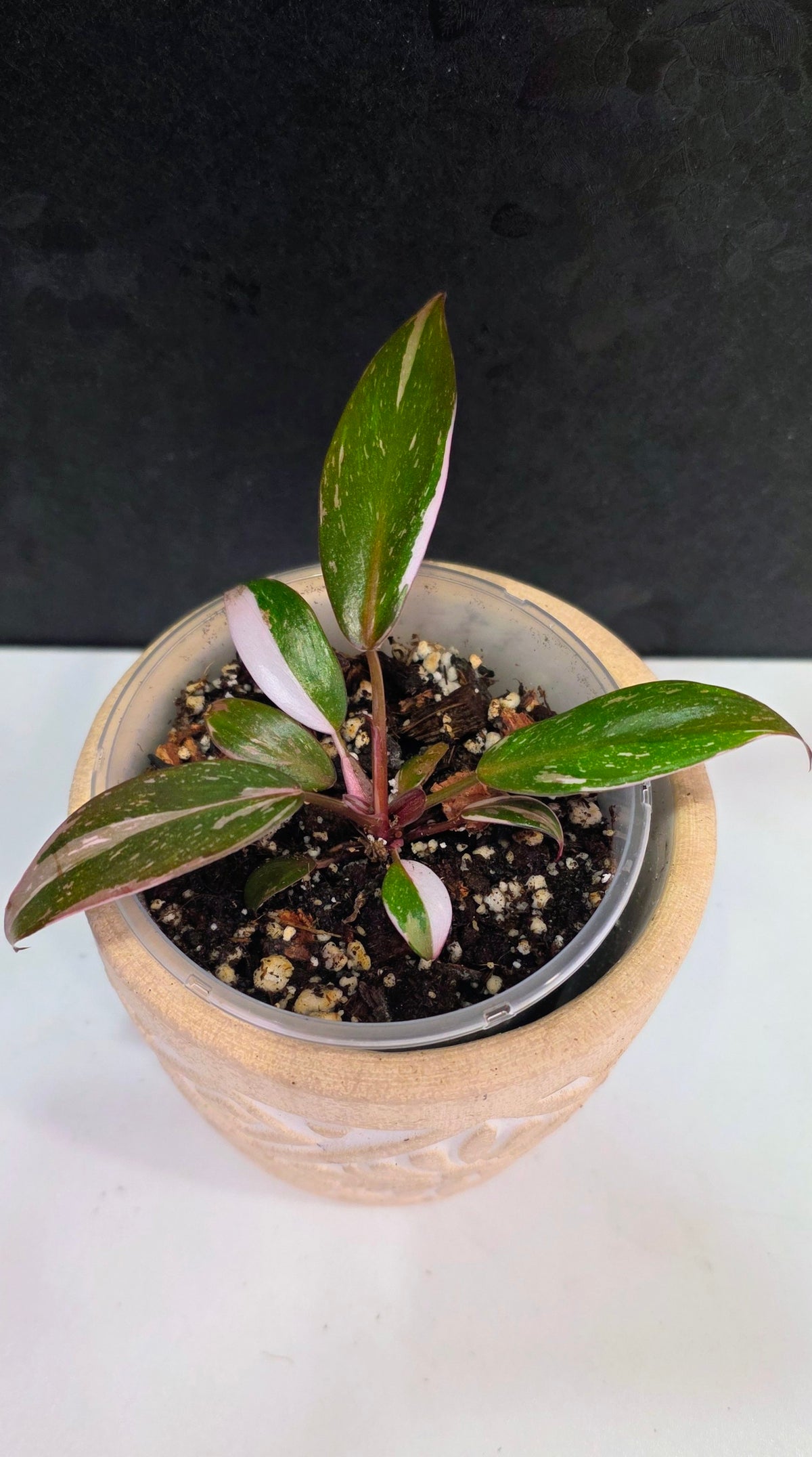 Philodendron Red Anderson C