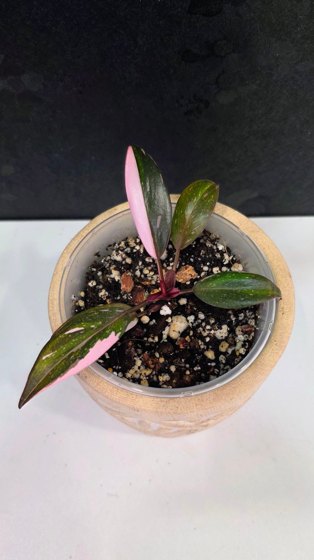 Philodendron Red Anderson D