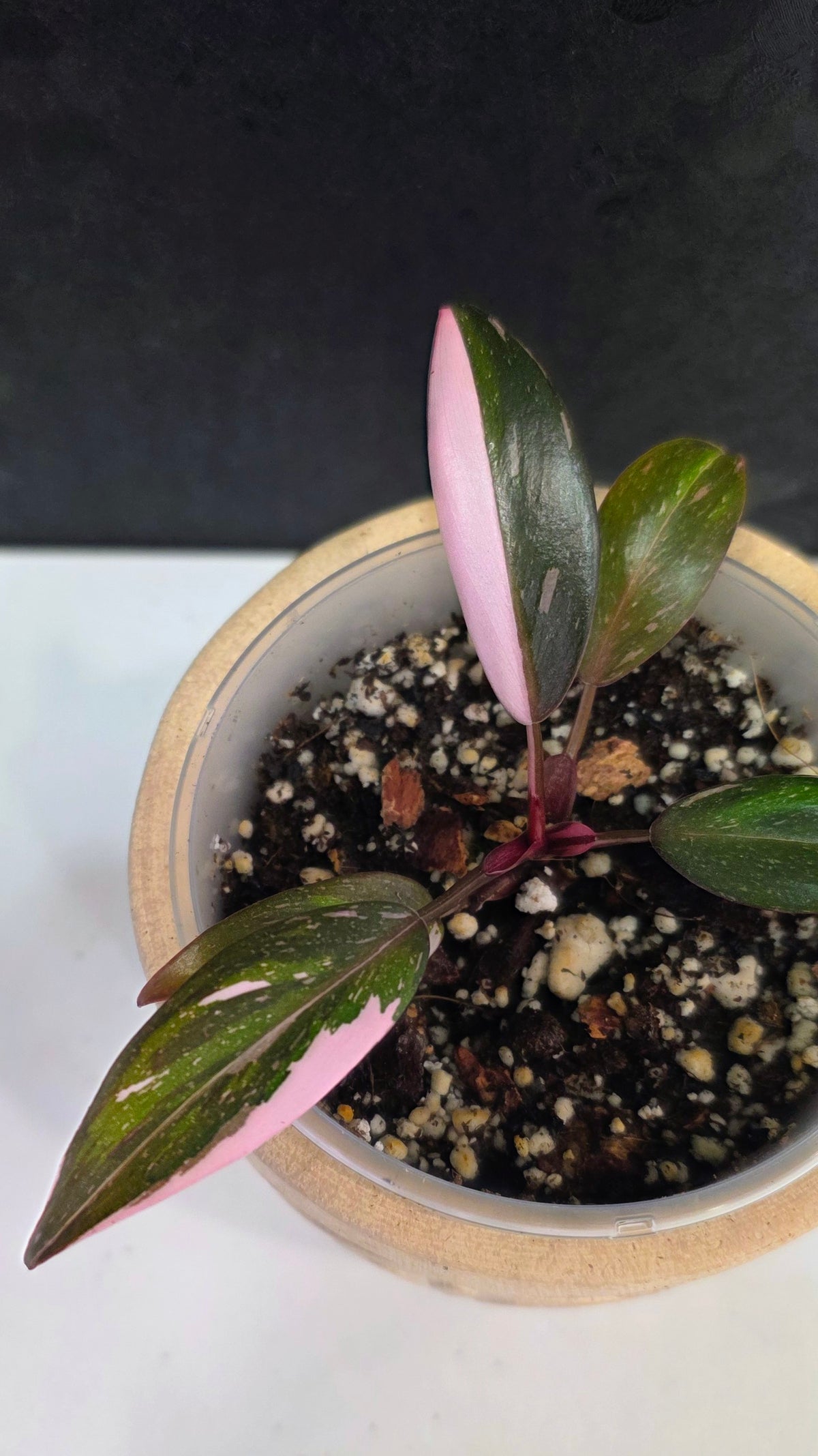 Philodendron Red Anderson D