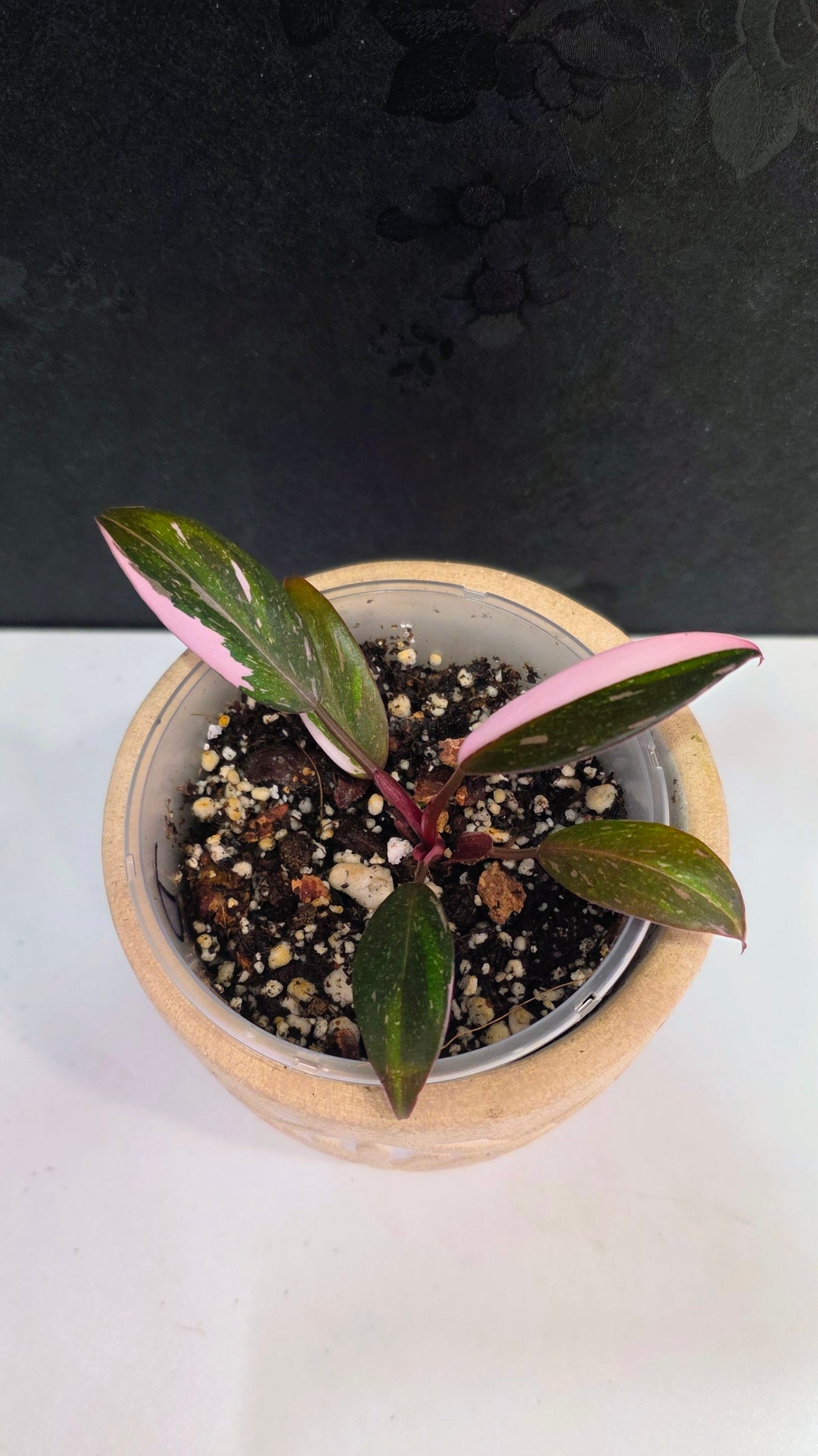 Philodendron Red Anderson D
