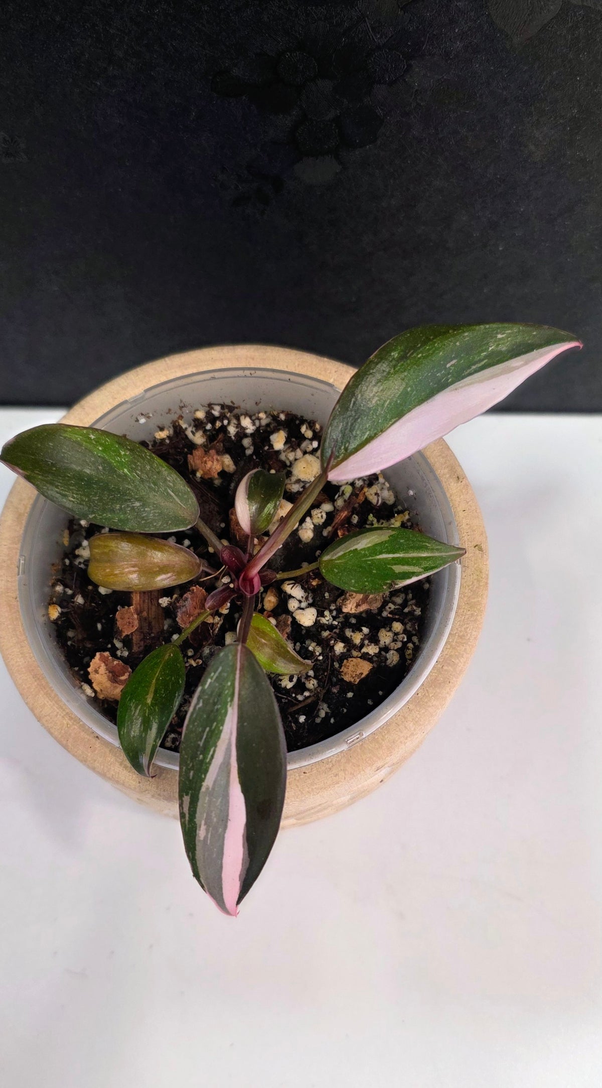 Philodendron Red Anderson E